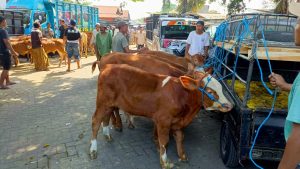 Jelang Hari Raya Kurban Harga Sapi Naik Drastis